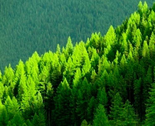 bosque-gestionado