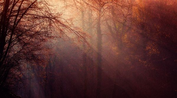 Madera y bosque