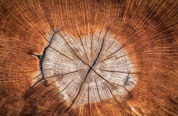 5 mitos sobre la madera que debes conocer