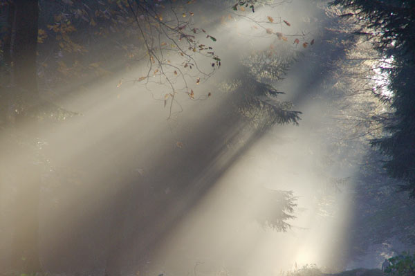 luz entre los arboles
