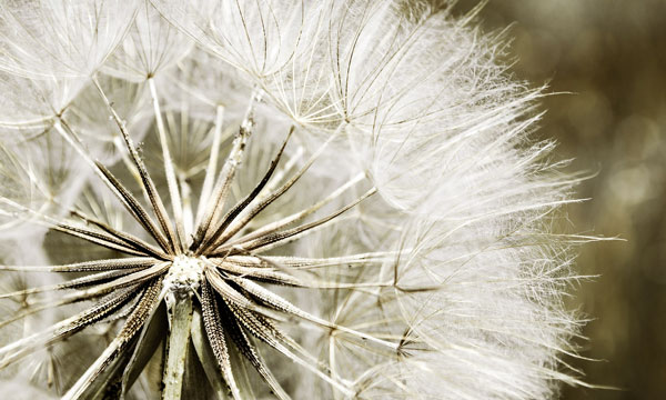 Viento y arquitectura bioclimática