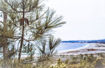 Los pinos vuelven para quedarse en Galicia